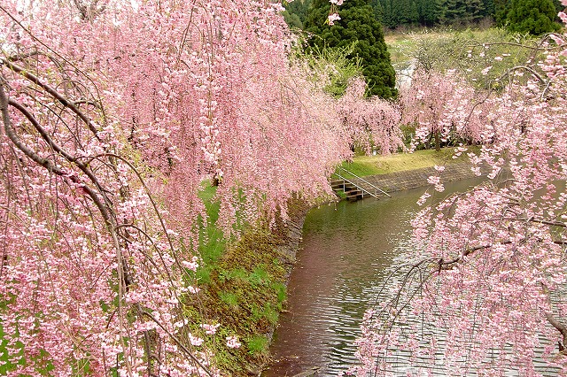 わんぱく池のさくら